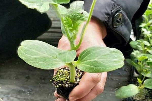 廠(chǎng)區環(huán)境的綠化要點(diǎn)！