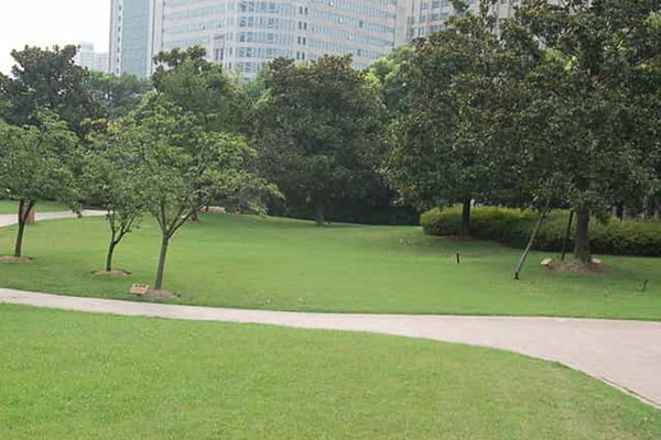 綠化養護如何成功移植植物？