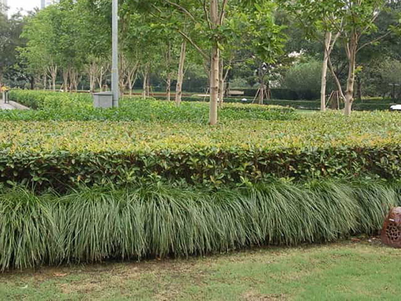 小區綠化養護服務(wù)